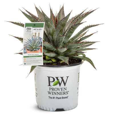 Art & Sol™ 'Tooth Fairy' Mangave (hybrid)