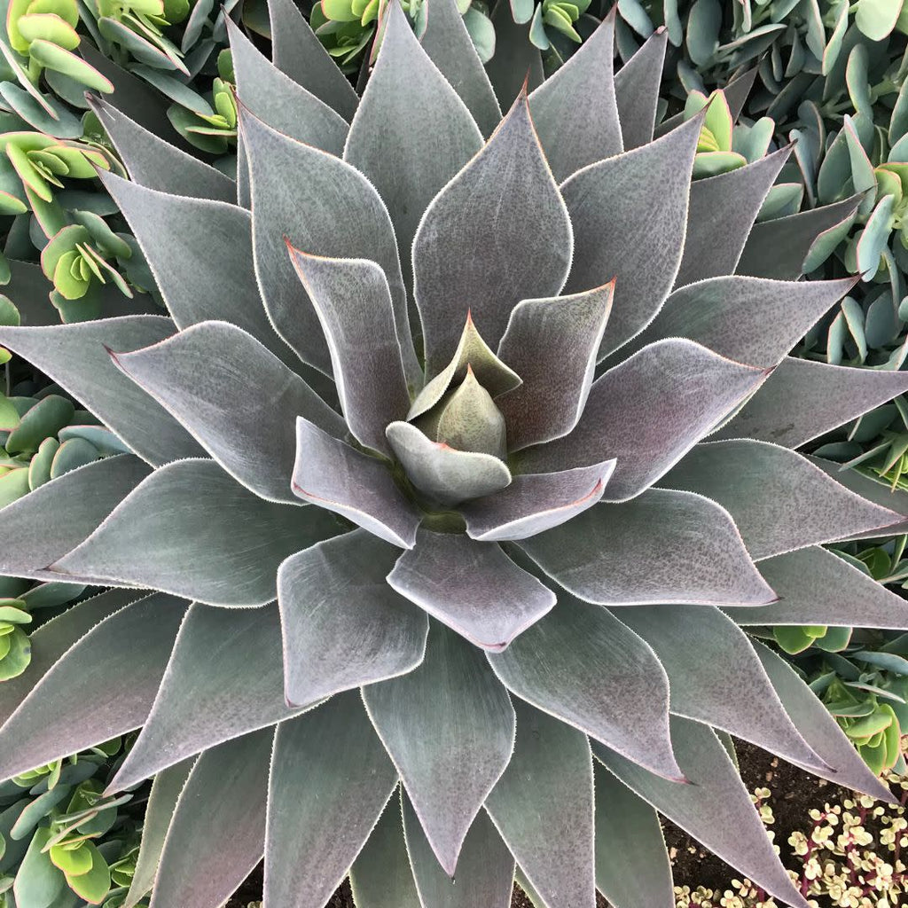 mangave lavender lady plant Mangave hybrid | Art & Sol™ 'Lavender Lady'
