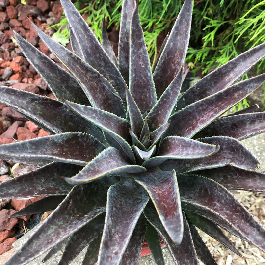 Art & Sol™ 'Thunderbird' Mangave (hybrid)