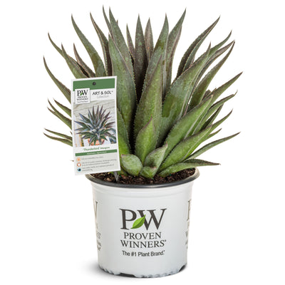 Art & Sol™ 'Thunderbird' Mangave (hybrid)