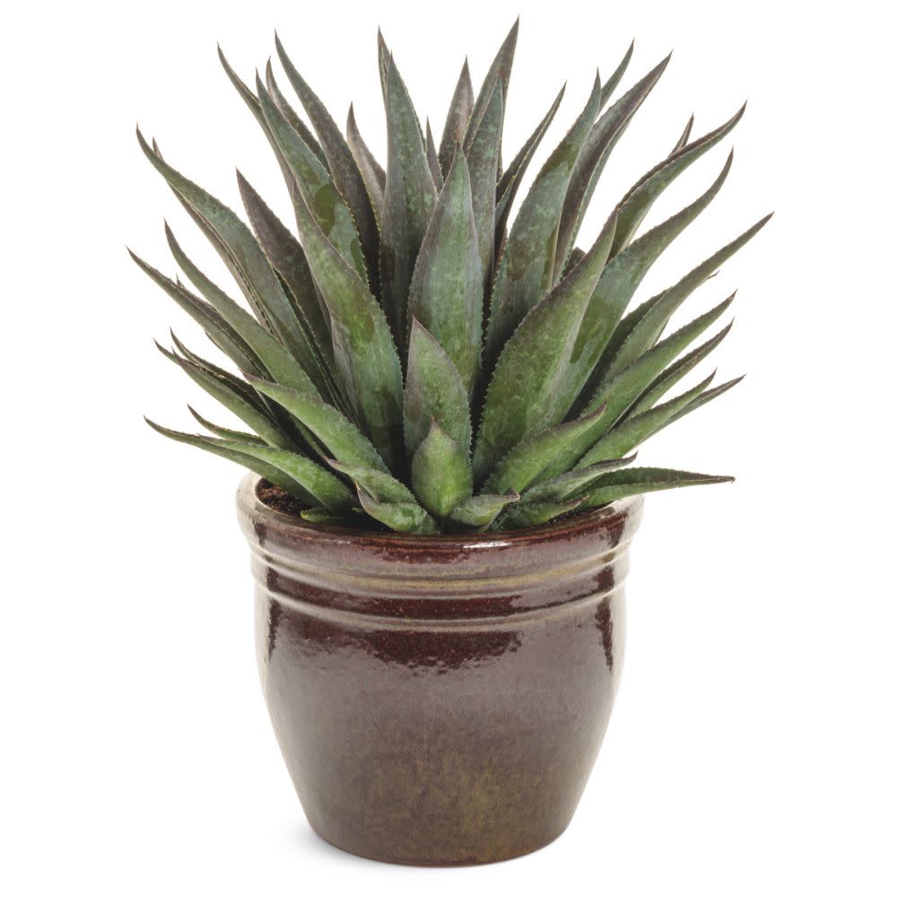 Mangave hybrid | Art & Sol™ 'Thunderbird' | Proven Winners