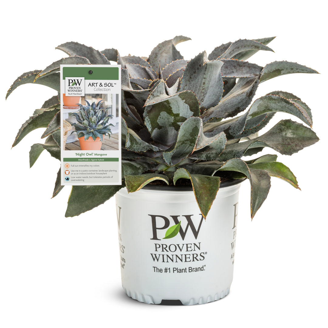 mangave plant care indoor Mangave hybrid | Art & Sol™ 'Night Owl'