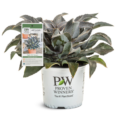 Art & Sol™ 'Night Owl' Mangave (hybrid) | Proven Winners® New Variety 2025