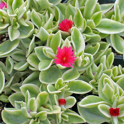 Mezoo Trailing Red Livingstone Daisy up close.