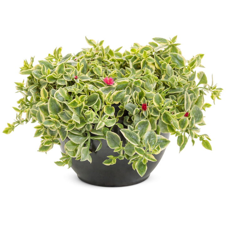 Livingstone Daisy | Mezoo™ Trailing Red | Proven Winners® Annuals