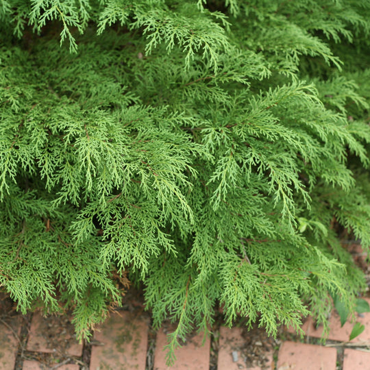 Celtic Pride® Siberian Cypress (Microbiota decussata)