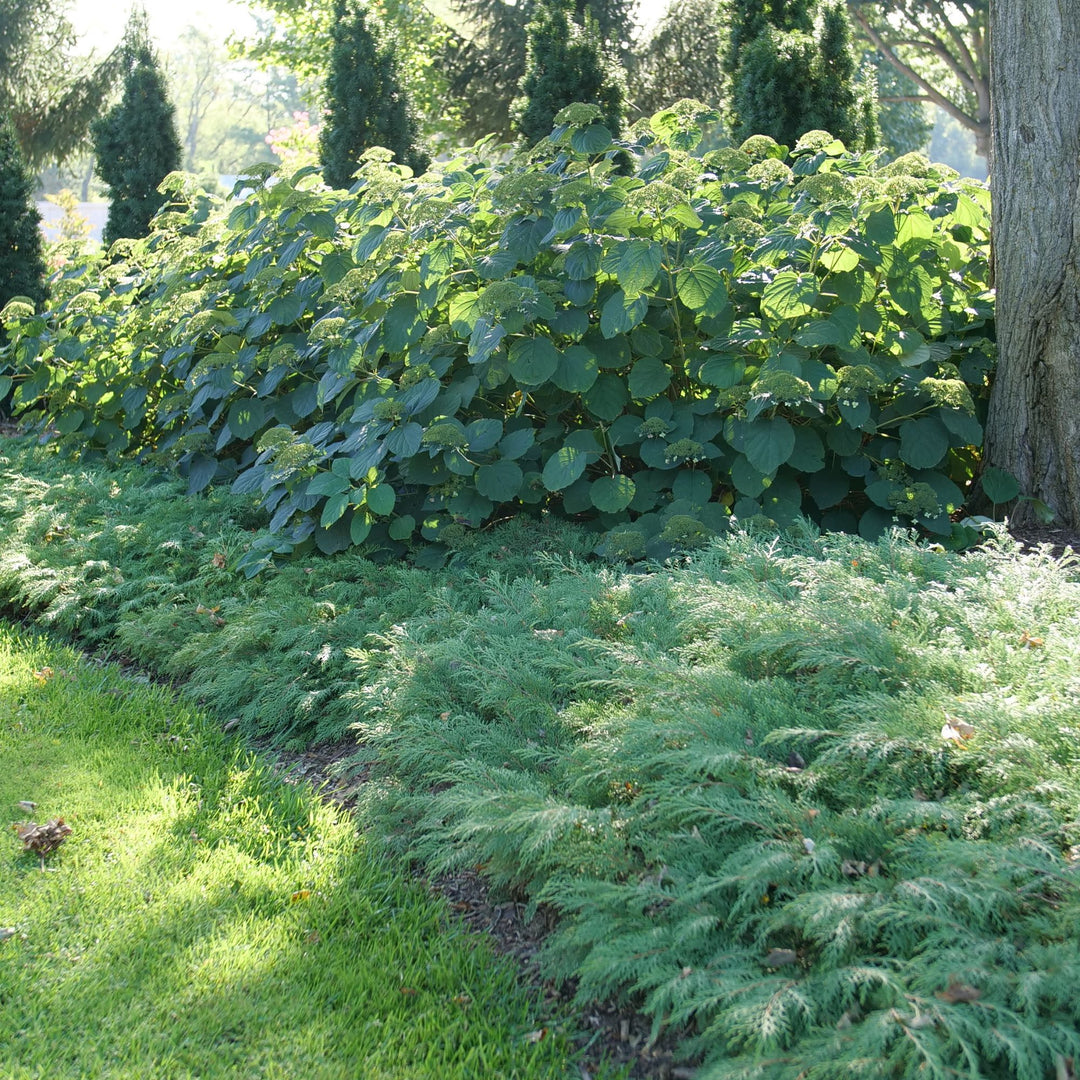 Celtic Pride® Siberian Cypress (Microbiota decussata)