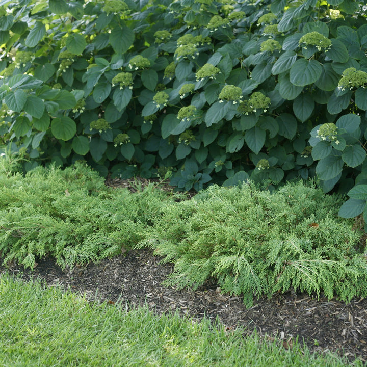 Celtic Pride® Siberian Cypress (Microbiota decussata)