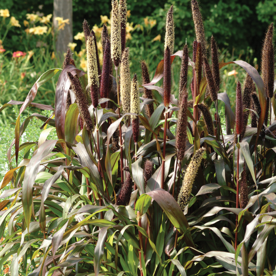 Limited Edition Royale™ | Jester Millet (Pennisetum glaucum)