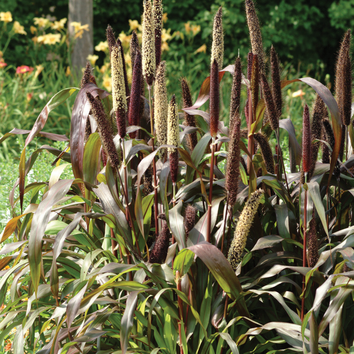 Limited Edition Royale™ | Jester Millet (Pennisetum glaucum)