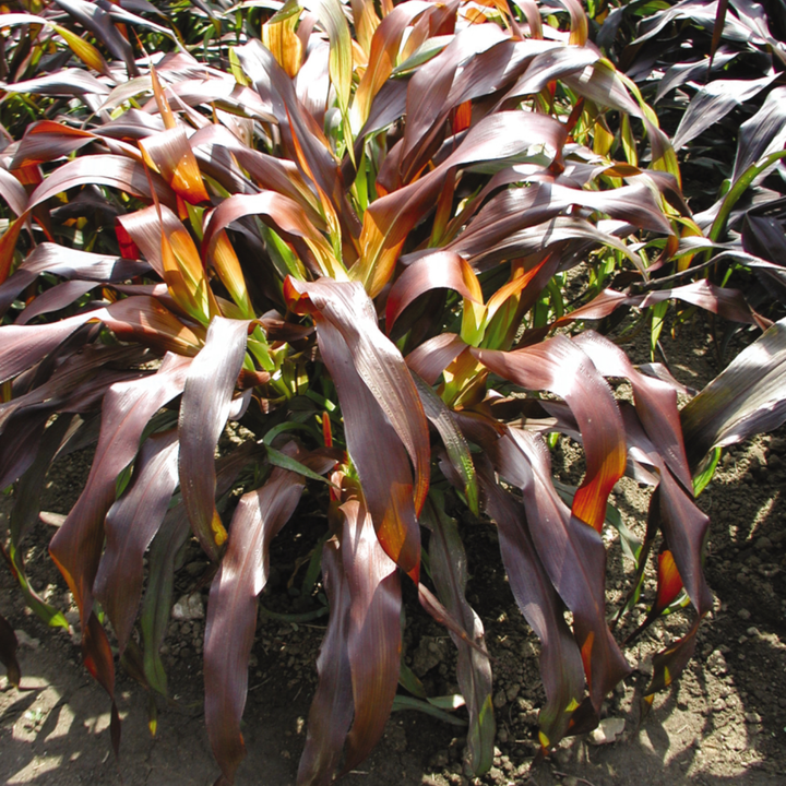 Limited Edition Royale™ | Jester Millet (Pennisetum glaucum)