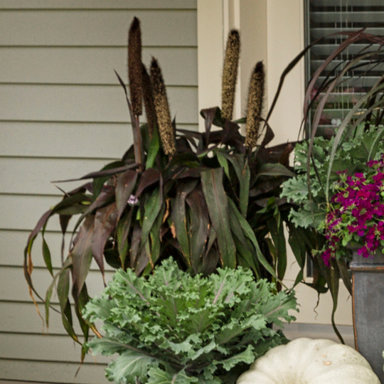 Limited Edition Royale™ | Purple Baron Millet (Pennisetum glaucum)