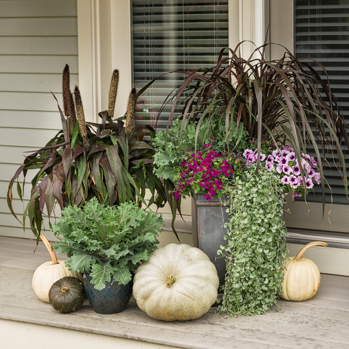 Limited Edition Royale™ | Purple Baron Millet (Pennisetum glaucum)