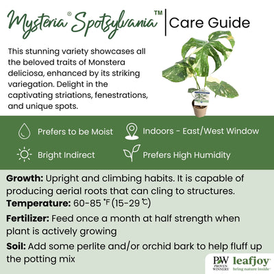 leafjoy® Mysteria® Spotsylvania® Variegated Monstera detailed care information.