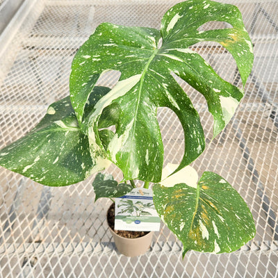 leafjoy Mysteria Spotsylvania Mysteria Spotsylvania Variegated Monstera in use.