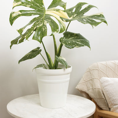 Mysteria Spotsylvania Monstera in use.