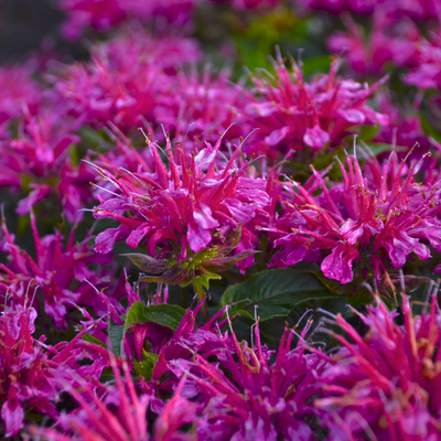 'Pardon My Purple' Bee Balm up close.