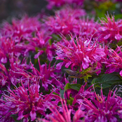 'Pardon My Purple' Bee Balm up close.