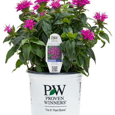 'Pardon My Purple' Bee Balm in container.