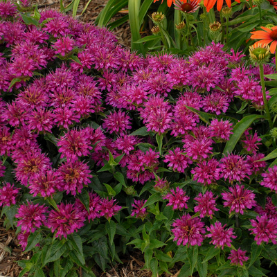 'Pardon My Purple' Bee Balm in use.