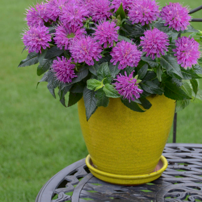 'Pardon My Purple' Bee Balm in use.