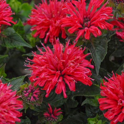 'Pardon My Cerise' Bee Balm up close.