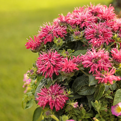 'Pardon My Cerise' Bee Balm in focus.