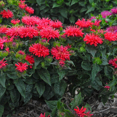 'Pardon My Cerise' Bee Balm in use.