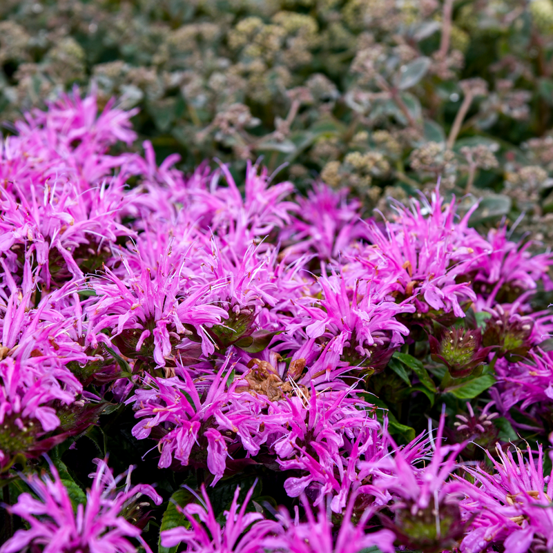 lavender plant menards Bee Balm | 'Pardon My Lavender II'
