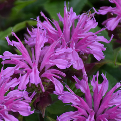 'Pardon My Lavender II' Bee Balm up close.