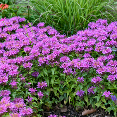 'Pardon My Lavender II' 'Pardon My Lavender II' Bee Balm in focus.