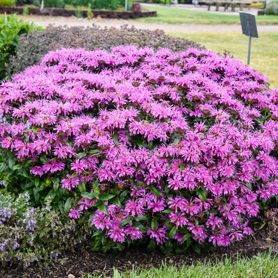 'Pardon My Lavender II' 'Pardon My Lavender II' Bee Balm in focus.