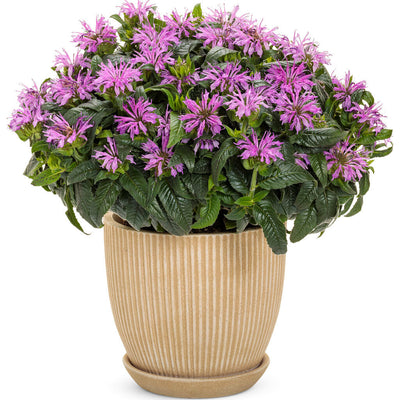 'Pardon My Lavender II' Bee Balm in use.