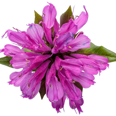 'Pardon My Lavender II' 'Pardon My Lavender II' Bee Balm in macro.