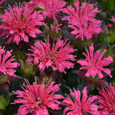 'Pardon My Rose' Bee Balm up close.