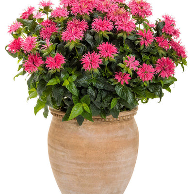 'Pardon My Rose' Bee Balm in use.