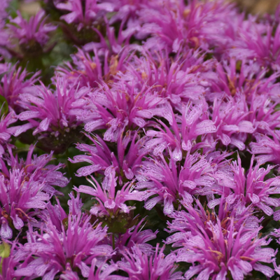 'Leading Lady Amethyst' Bee Balm up close.