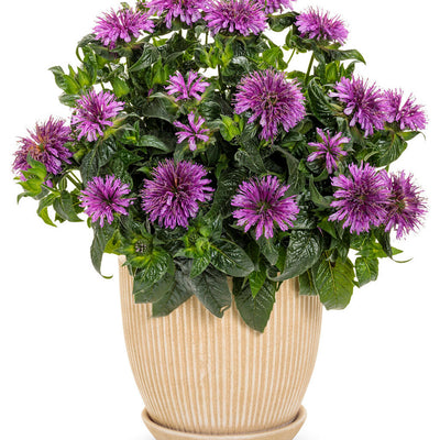 'Leading Lady Amethyst' Bee Balm in use.
