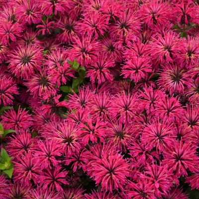 'Leading Lady Razzberry' Bee Balm up close.