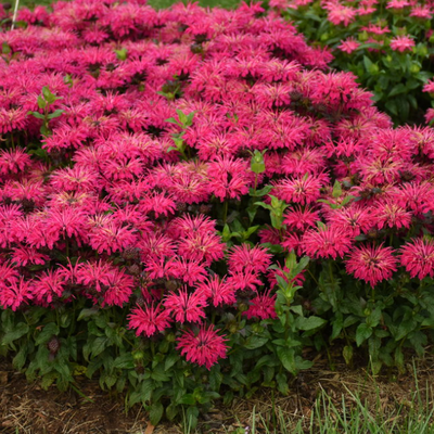 'Leading Lady Razzberry' Bee Balm in focus.