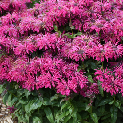 'Leading Lady Razzberry' Bee Balm in use.