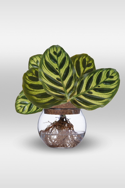 H2O™ Bowl Color Full™ Calathea (Makoyana) - Prayer Plant