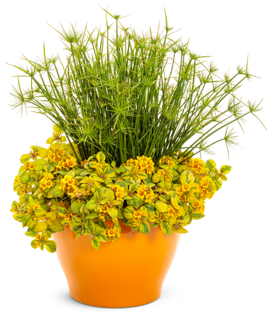 Graceful Grasses® Queen Tut™ (Cyperus)