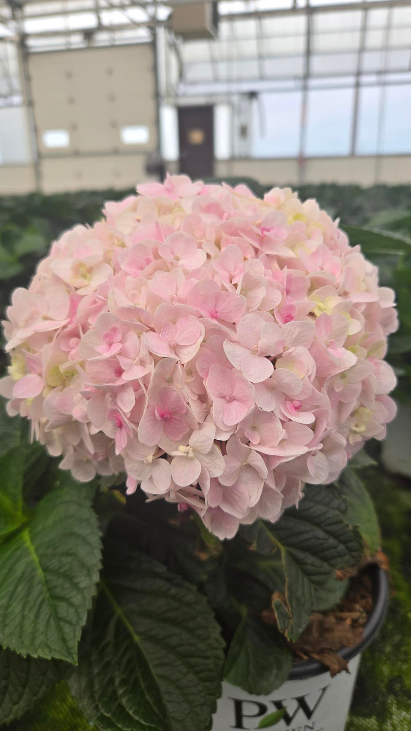 Wee Bit Innocent™ Bigleaf Hydrangea (Macrophylla) - New Proven Winners® Variety 2025