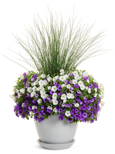 Supertunia Mini Vista® Violet Star (Petunia hybrid)