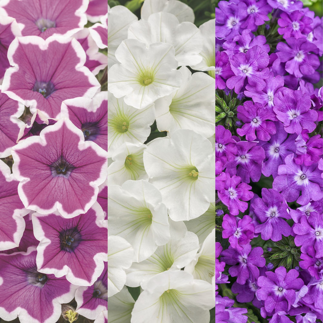Moonlit Lavender – Proven Winners Direct™