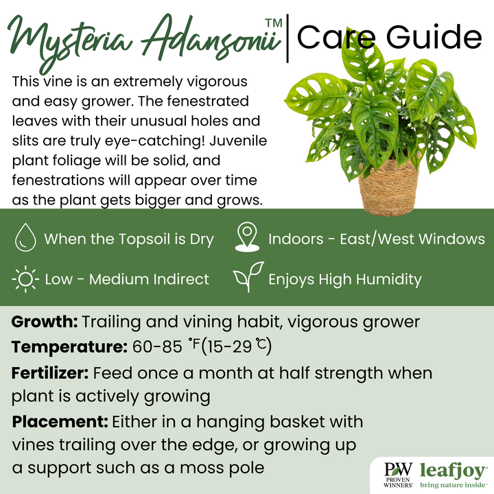 Mysteria™ Adansonii Swiss Cheese Vine (Monstera adansonii