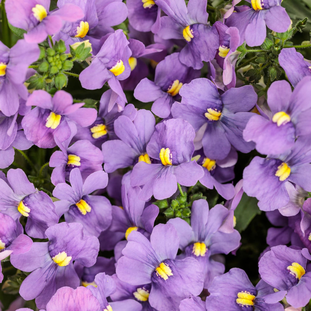 Nemesia | Bluebird | Proven Winners® Annuals – Proven Winners Direct™