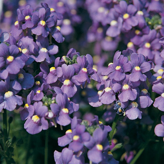 Bluebird Nemesia (Nemesia fruticans)