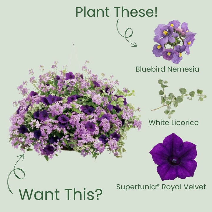 Bluebird Nemesia (Nemesia fruticans)
